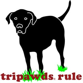 Rear Leg Black Lab Tripawds T-Shirt Design