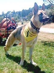 Three Legged German Shepherd Rescue Dog Travis