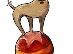 Floyd Says Tripawds Have A Ball Floyd The Amazing Three Legged Circus Ball Dog