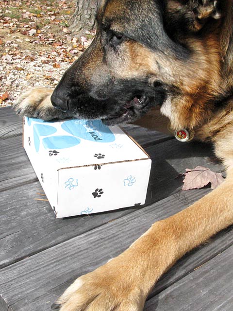 PawBox Gift Box for Dogs