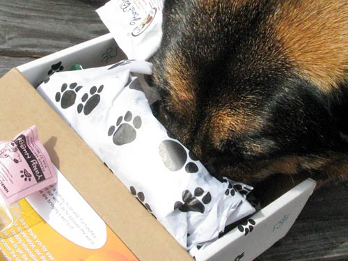 PawBox Gift Box for Dogs