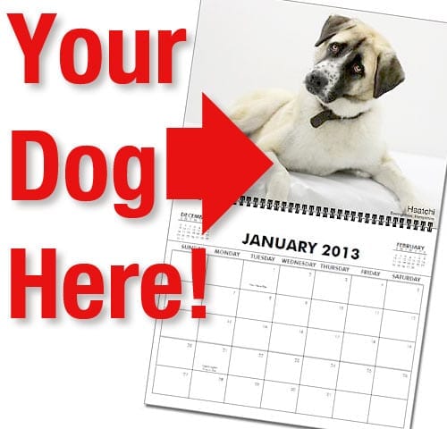 Tripawds Calendars Your Dog
