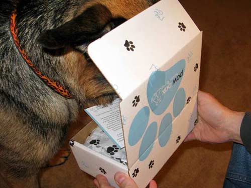 Wyatt Opens Paw Box Premium Monthly Pet Giftbox