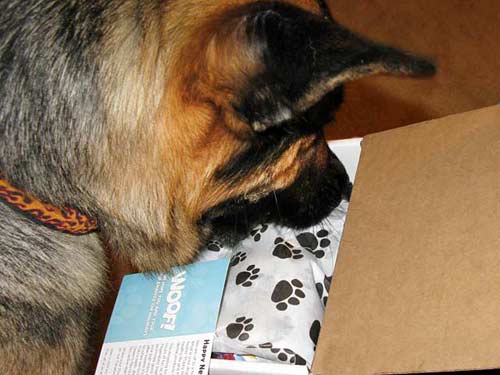 Wyatt Opens Paw Box Premium Monthly Pet Giftbox