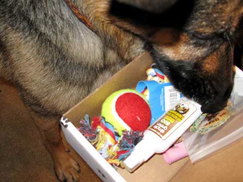 Wyatt Opens Paw Box Premium Monthly Pet Giftbox