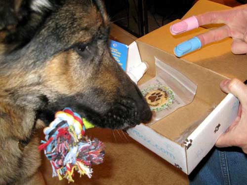 Wyatt Opens Paw Box Premium Monthly Pet Giftbox