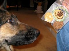 Wyatt Enjoys Another Paw Box Wyatt Opens Paw Box Premium Monthly Pet Giftbox