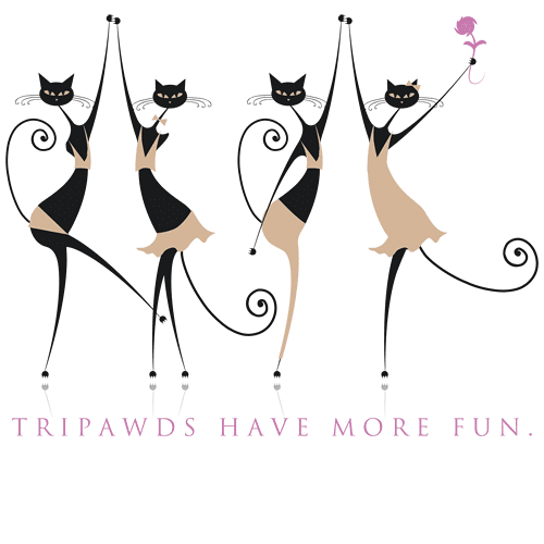 tripawds three legged cats dancing