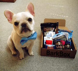 BarkBoxHappyDog1