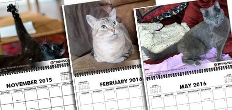 Tripawd, calendar, photo, amputee, three-legged, gift