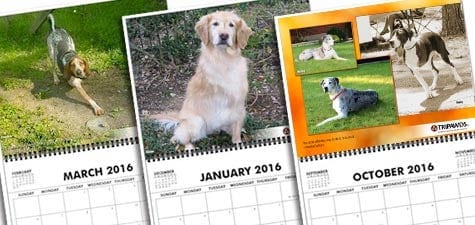 Tripawd, calendar, three-legged, dog, cat