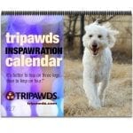 2019 Tripawds Calendar #27