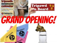 New Tripawds Gift Shop Sparkles with Three-Legged Pride! Tripawd gifts