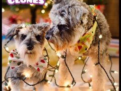 Act Now to Save on Plush Replica of Your Tripawd! Cuddle Clones Christmas