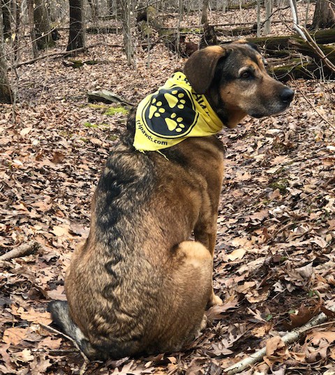 tripawd mom gift idea bandanna