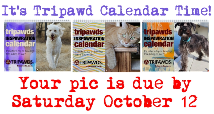 2020 Tripawds Calendar