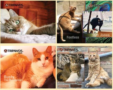 2021 Tripawds Calendar