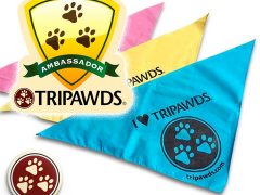 ambassador large bandana